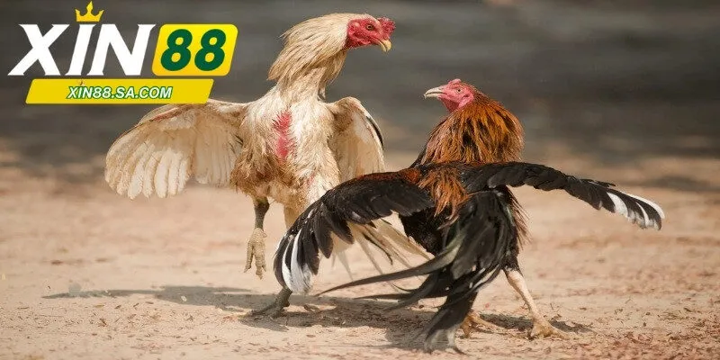 Bí quyết tham gia chọn cược tại sảnh WS168 thắng lớn