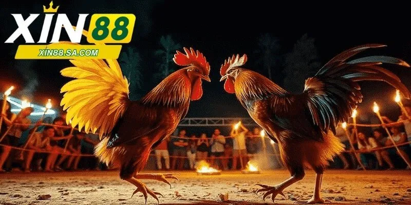 Các loại hình đá gà được yêu thích nhất tại sảnh WS168