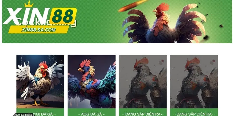 Thông tin giới thiệu khái quát nhất về bộ môn đá gà Xin88